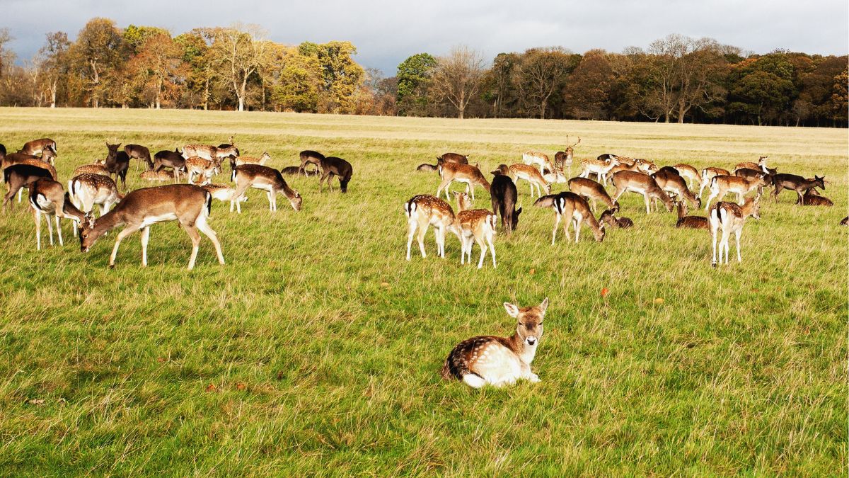 Phoenix Park