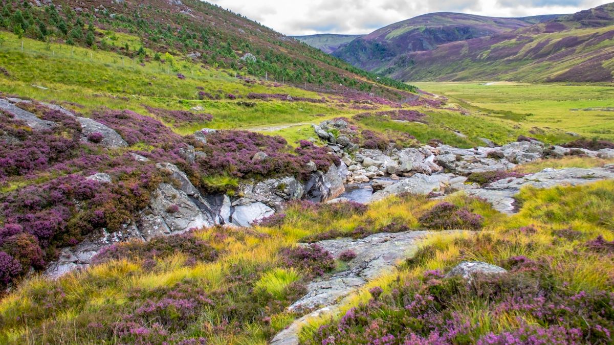Cairngorm Nemzeti Park