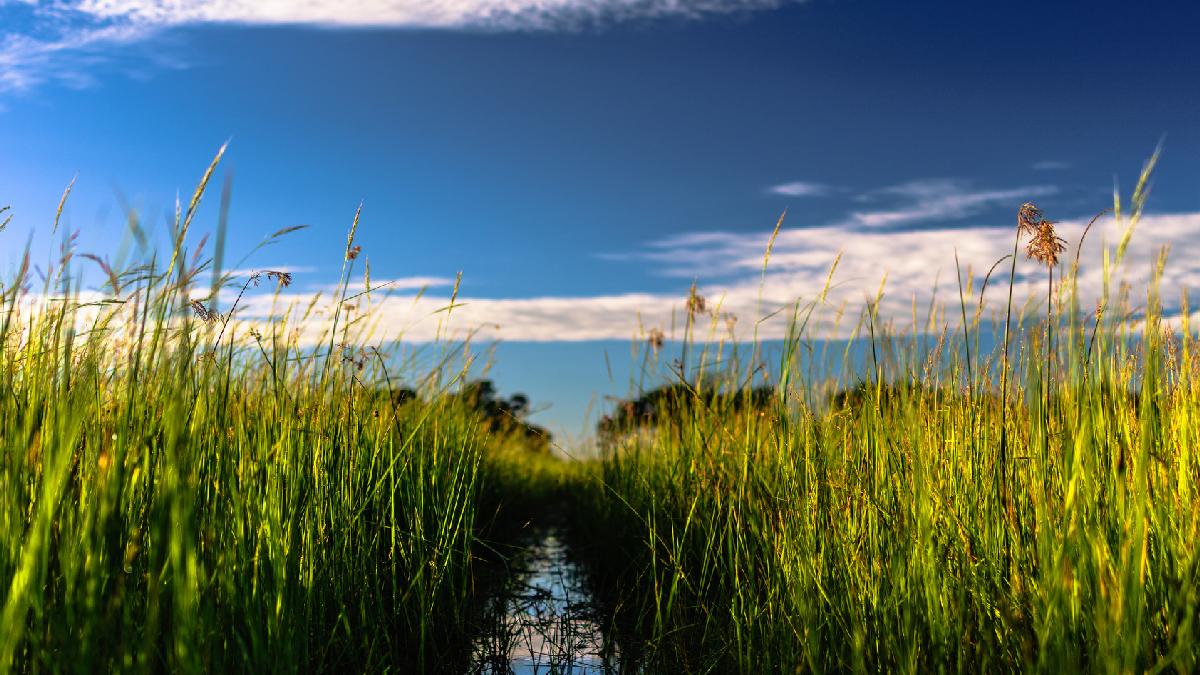 Okavango-delta