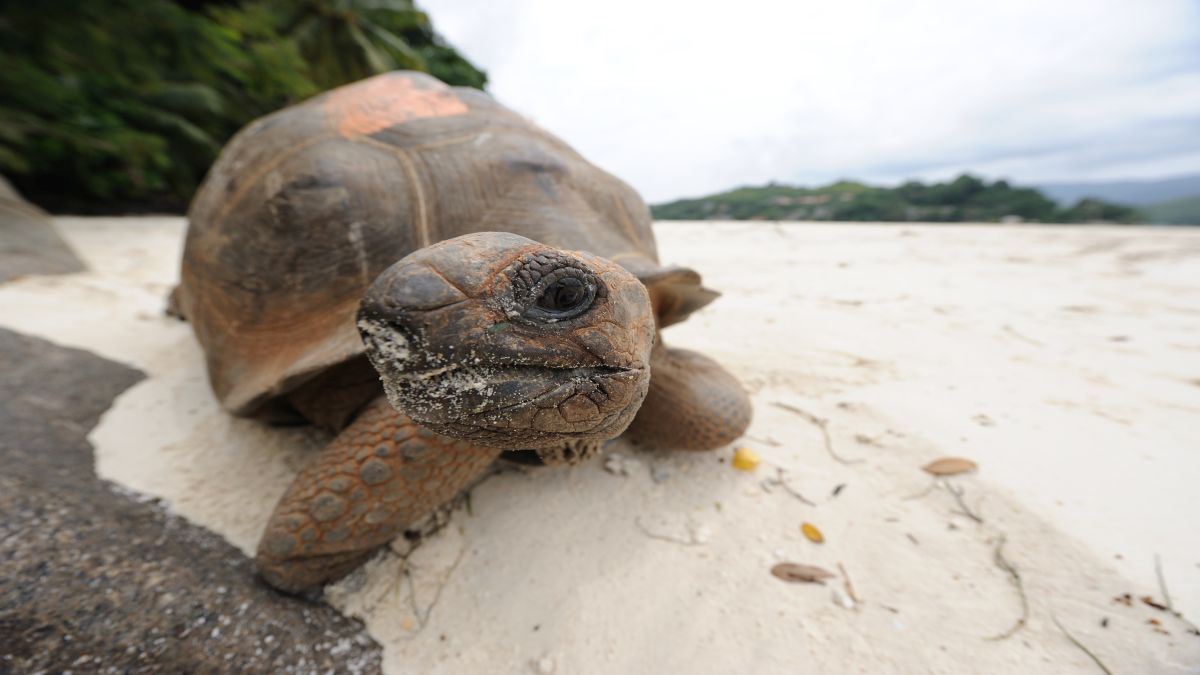 A Seychelles-szigetek ékkövei - OTP Travel Utazási Iroda
