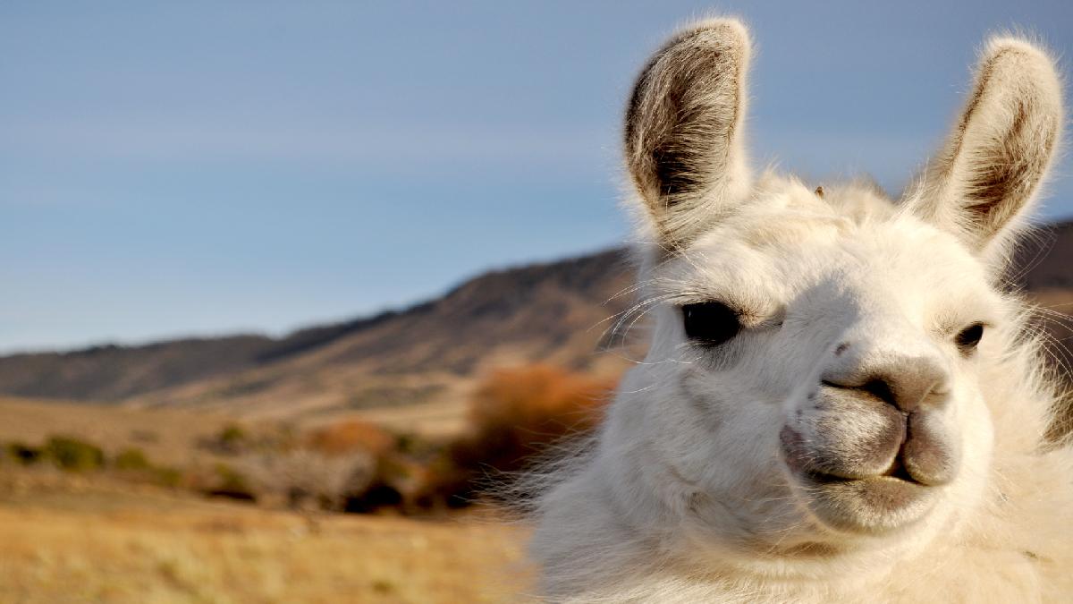 Argentína - Patagónia - OTP Travel Utazási iroda