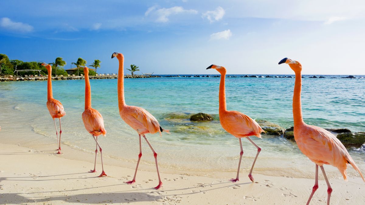 Aruba: várja Önt a boldog sziget! | - OTP Travel Utazási Iroda