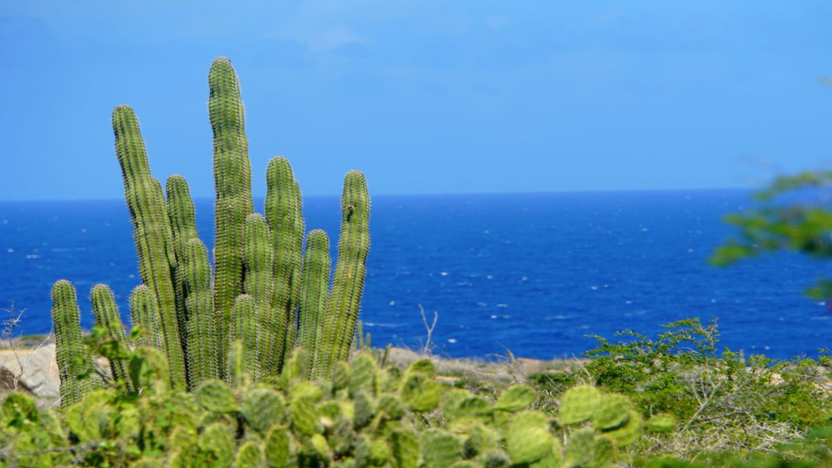 Aruba: várja Önt a boldog sziget! | - OTP Travel Utazási Iroda