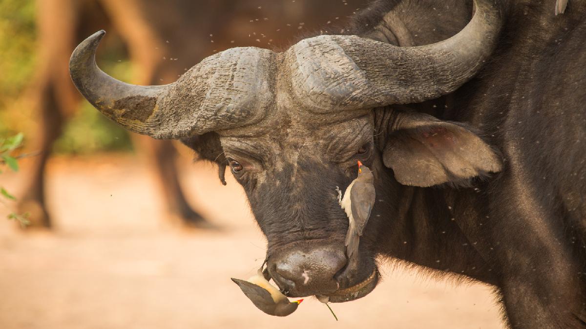 Botswana és a Viktória-vízesés. Fedezze fel Afrikát az OTP Travel utazásán!