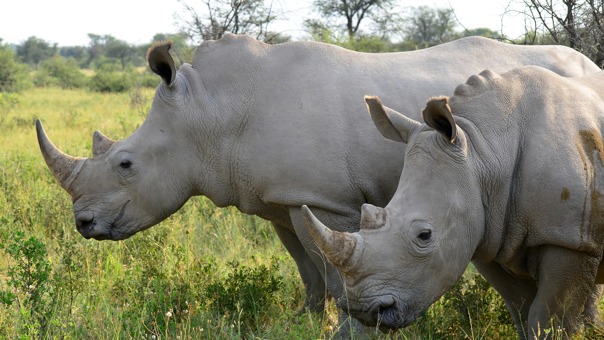 Afrika szafari Botswana utazás - OTP Travel Utazási iroda