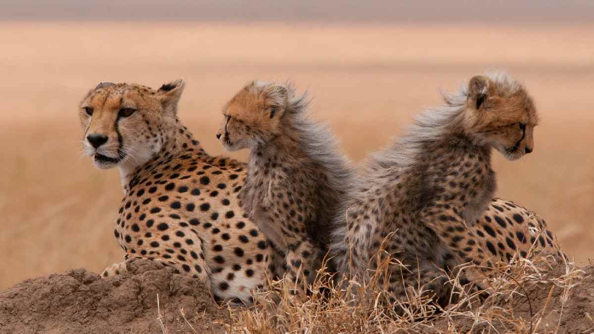 Botswana és Zambia - Dél-Afrika csoportos szafari. Fedezze fel Afrikát az OTP Travel utazásán!