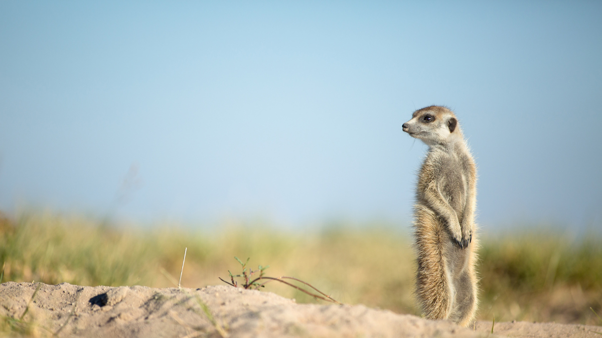 Afrika szafari Botswana utazás - OTP Travel Utazási iroda