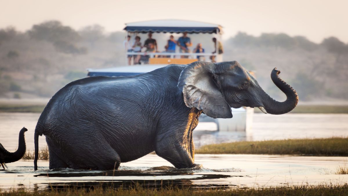 Botswana és a Viktória-vízesés. Fedezze fel Afrikát az OTP Travel utazásán!