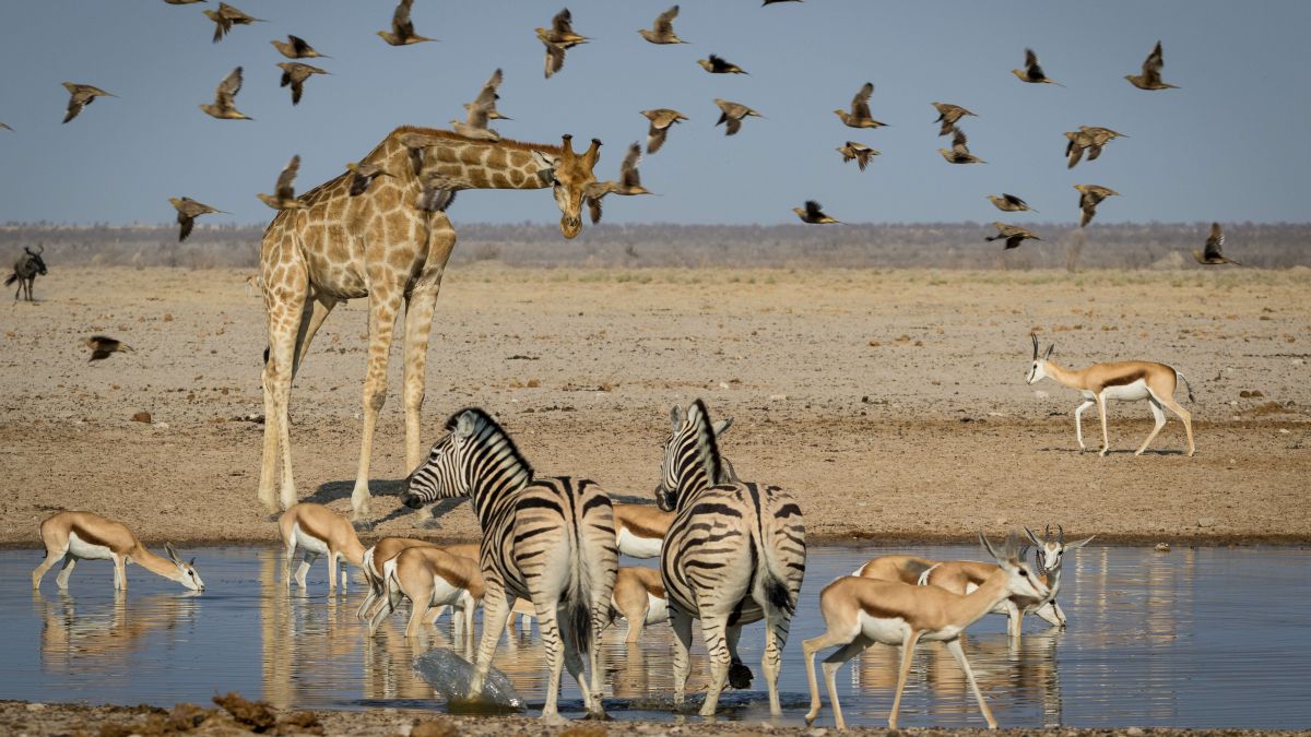 Botswana és a Viktória-vízesés. Fedezze fel Afrikát az OTP Travel utazásán!