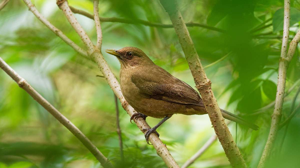 Tortugero Nemzeti Park - A teknősök birodalma - Costa Rica - OTP Travel Utazási iroda