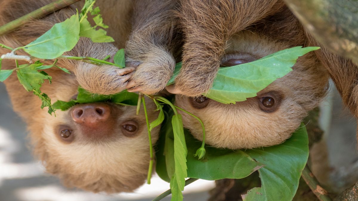 Costa Rica - felhőerdők, vulkánok és gazdag partok