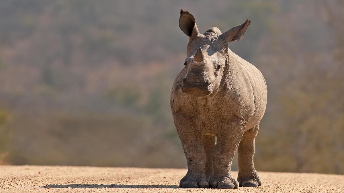 Körutazás Dél-Afrikában és a Viktória Vízesésénél - csoportos köutazás. Fedezze fel Dél-Afrikát az OTP Travel utazásán!