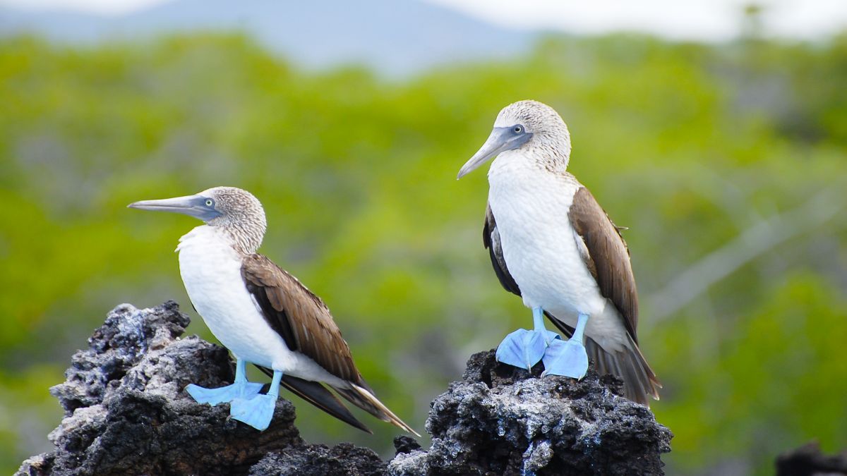 Galápagos világa: San Cristóbal-sziget - OTP Travel Utazási Iroda