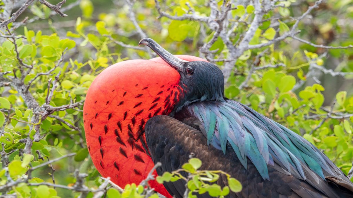 Galápagos világa: San Cristóbal-sziget - OTP Travel Utazási Iroda