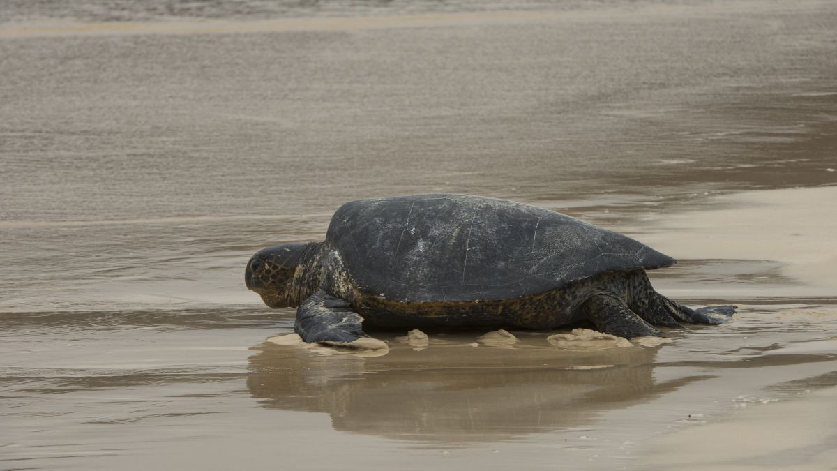 Galápagos világa: Santa Cruz-sziget - OTP Travel Utazási Iroda