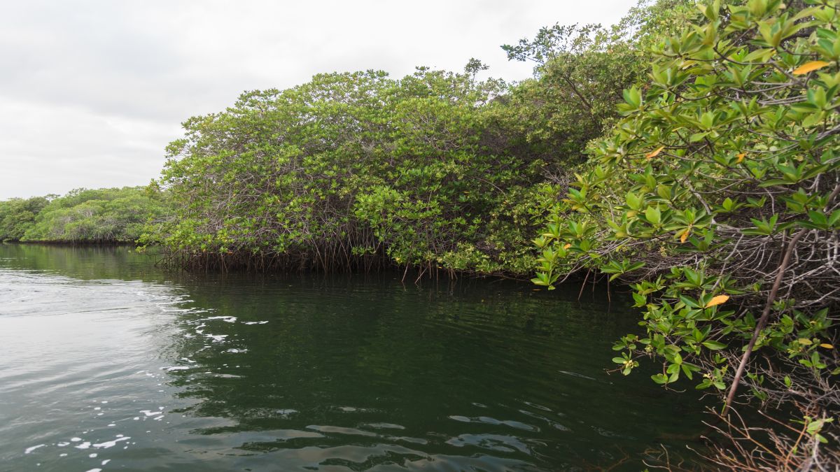 Galápagos világa: Santa Cruz-sziget - OTP Travel Utazási Iroda