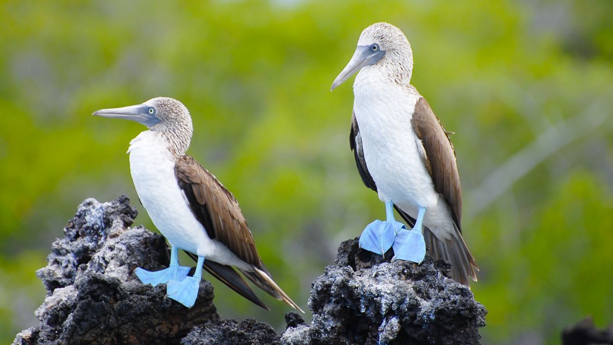 Ecuadori kalandok és Galápagos világa - OTP Travel utazási iroda