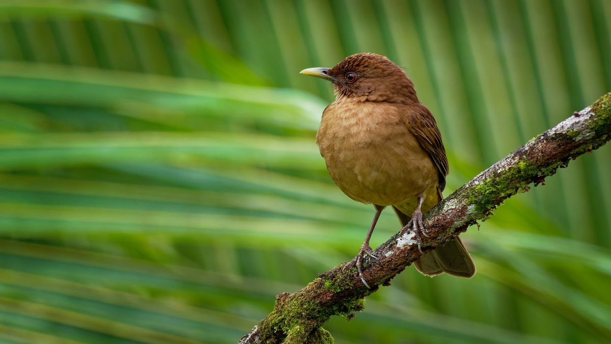 Costa Rica | 8 kuriózum a csodás Costa Ricá-ról - OTP Travel Utazási Iroda