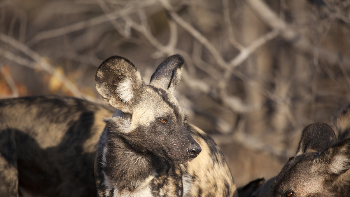 Afrika szafari Zimbabwe utazás - OTP Travel Utazási iroda