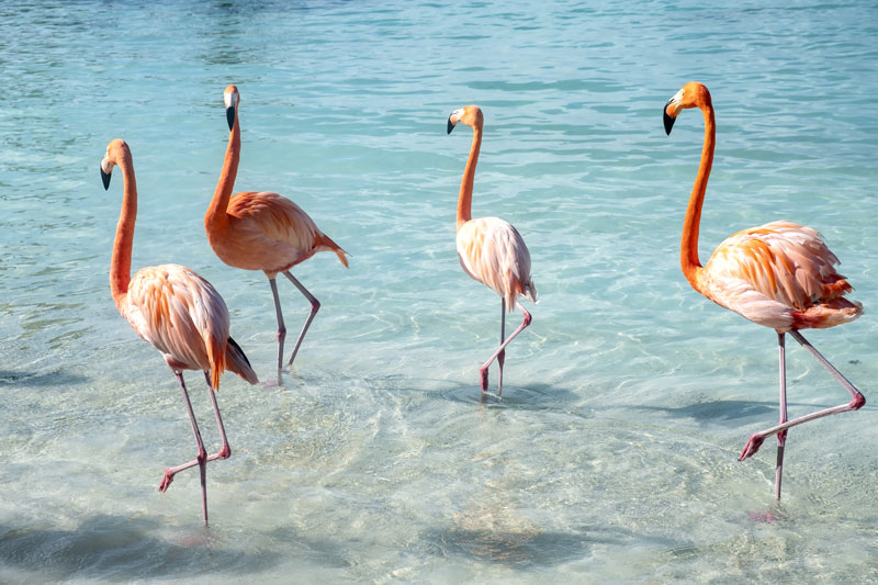 Aruba | flamingók | - OTP Travel Utazási Iroda