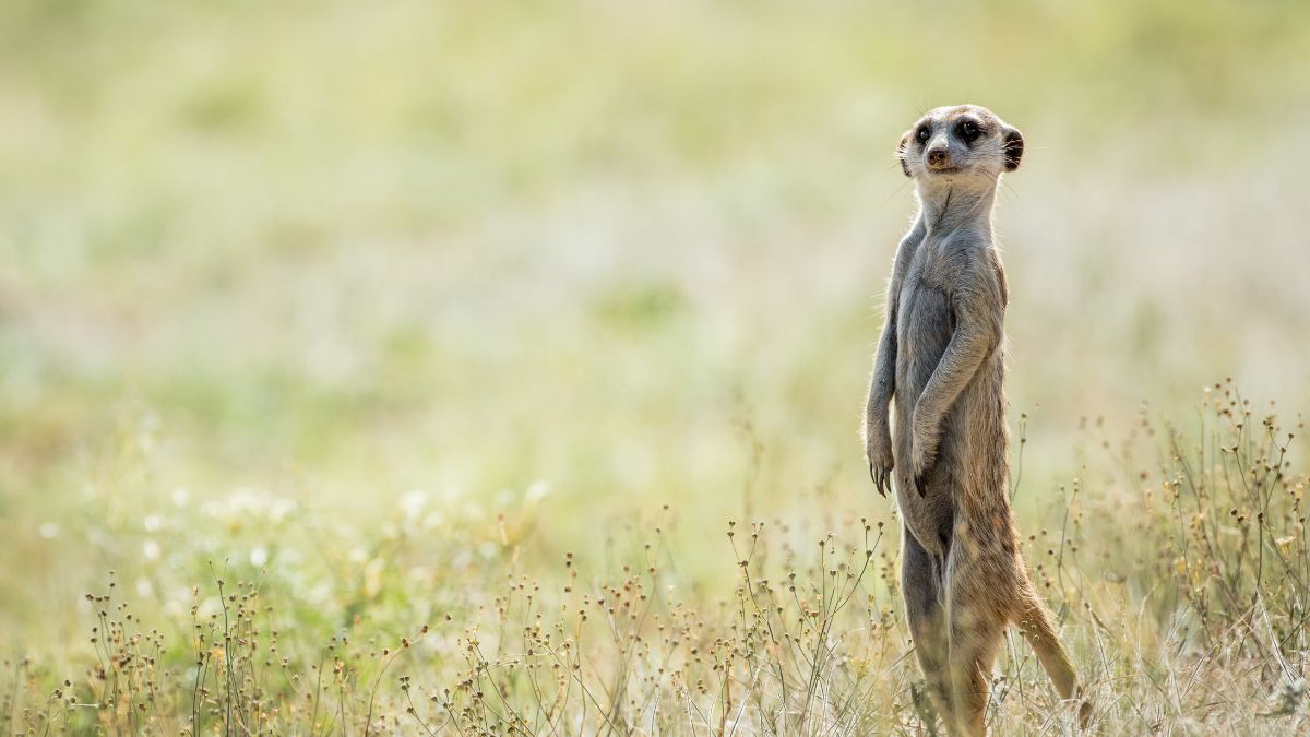 A vadregényes Okavango delta - OTP Travel Utazási Iroda