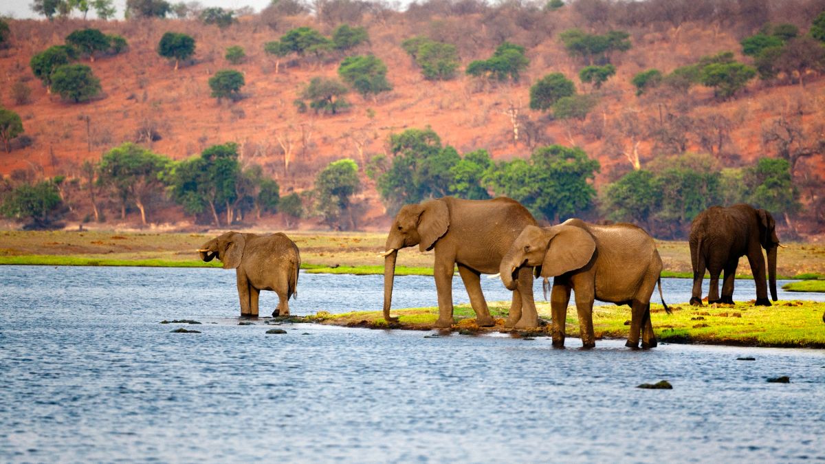 A vadregényes Okavango delta - OTP Travel Utazási Iroda