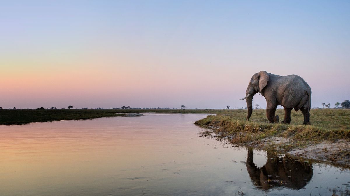 A vadregényes Okavango delta - OTP Travel Utazási Iroda