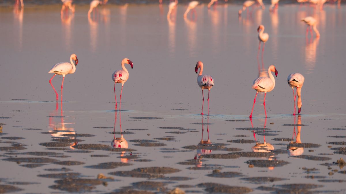 A vadregényes Okavango delta - OTP Travel Utazási Iroda