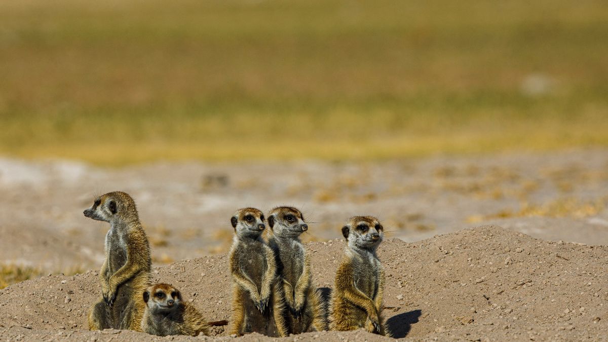 A vadregényes Okavango delta - OTP Travel Utazási Iroda