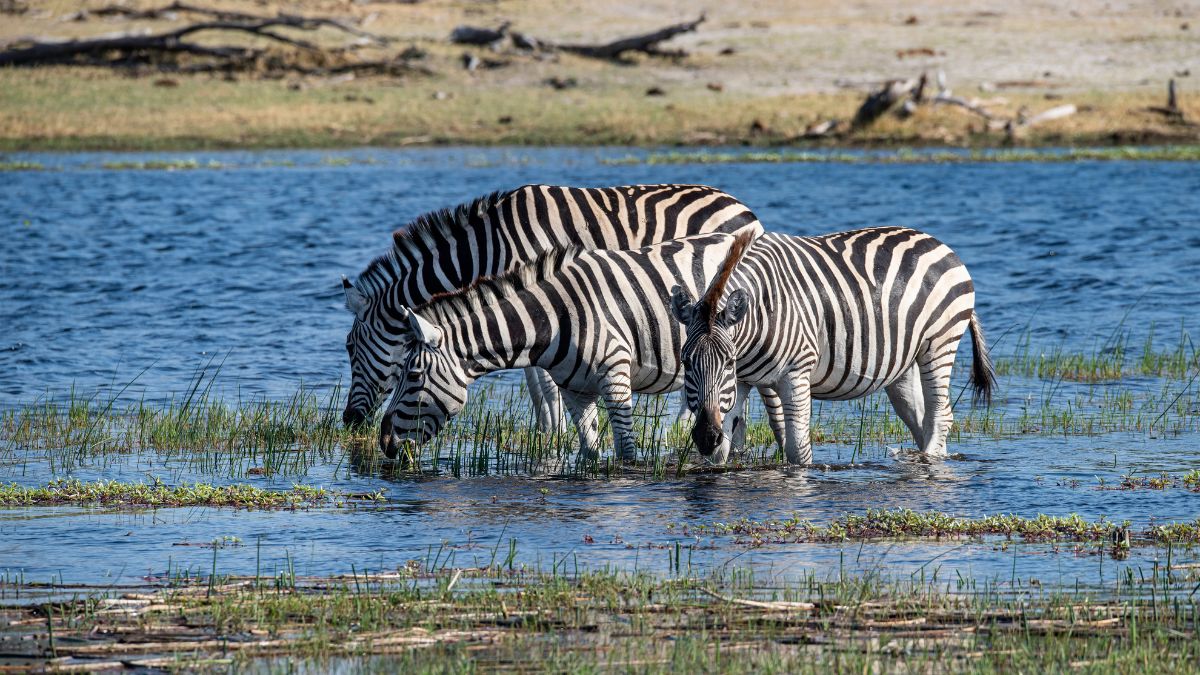 A vadregényes Okavango delta - OTP Travel Utazási Iroda