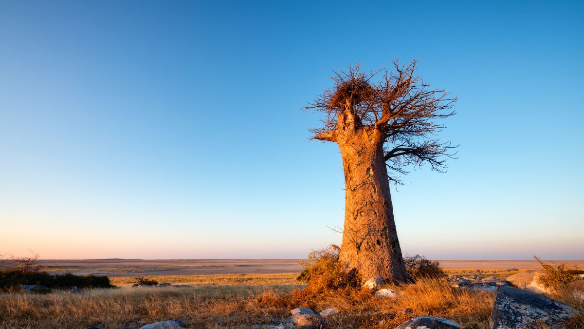 A vadregényes Okavango delta - OTP Travel Utazási Iroda