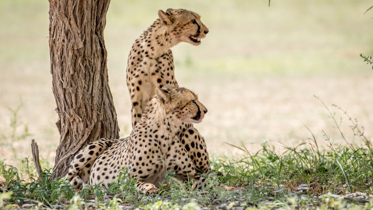 A vadregényes Okavango delta - OTP Travel Utazási Iroda