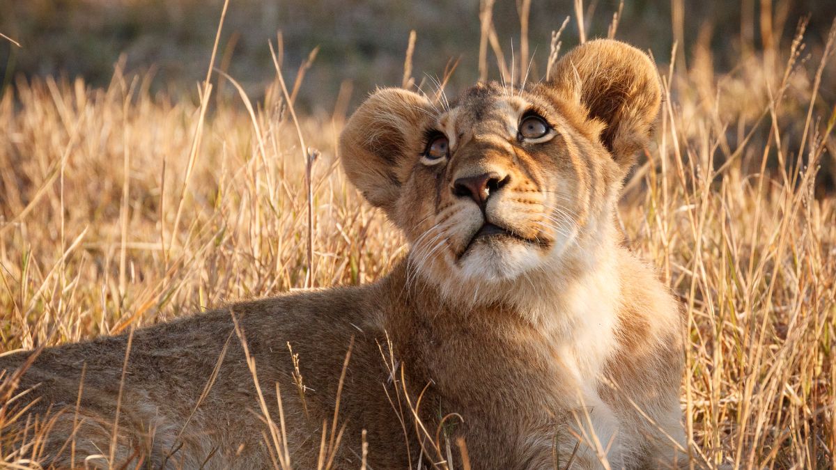 A vadregényes Okavango delta - OTP Travel Utazási Iroda