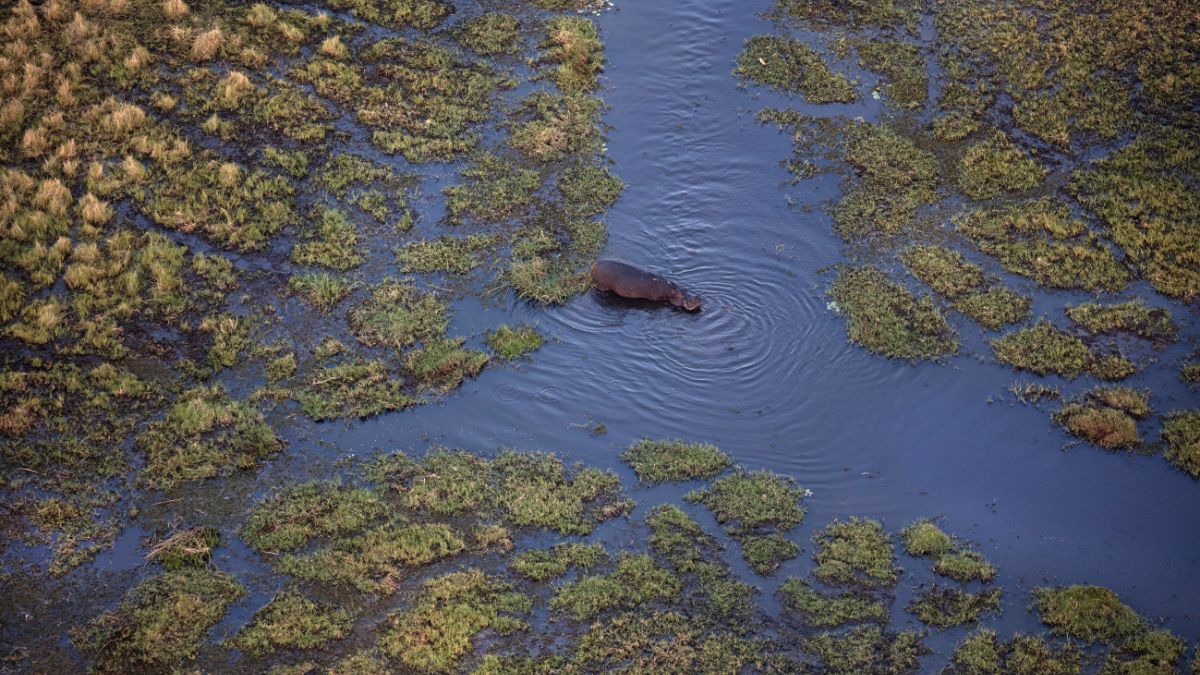 A vadregényes Okavango delta - OTP Travel Utazási Iroda