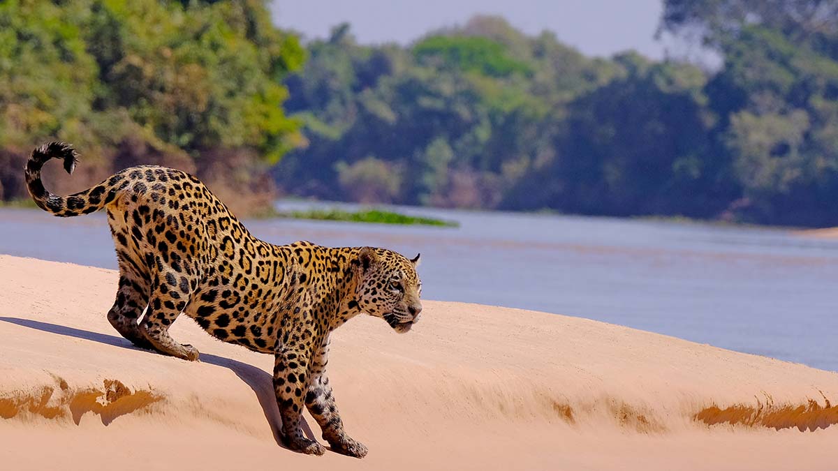 Brazília, Pantanal, jaguár | OTP Travel utazási iroda
