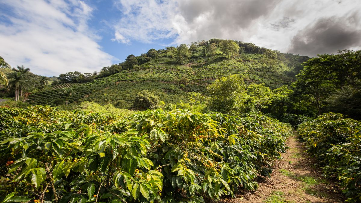 Costa Rica | Costa Rica – az édenkert finomságai - OTP Travel Utazási Iroda