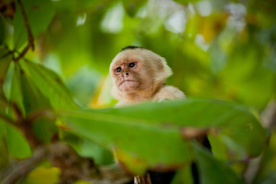 Pura vida, Costa Rica - OTP Travel Utazási Iroda