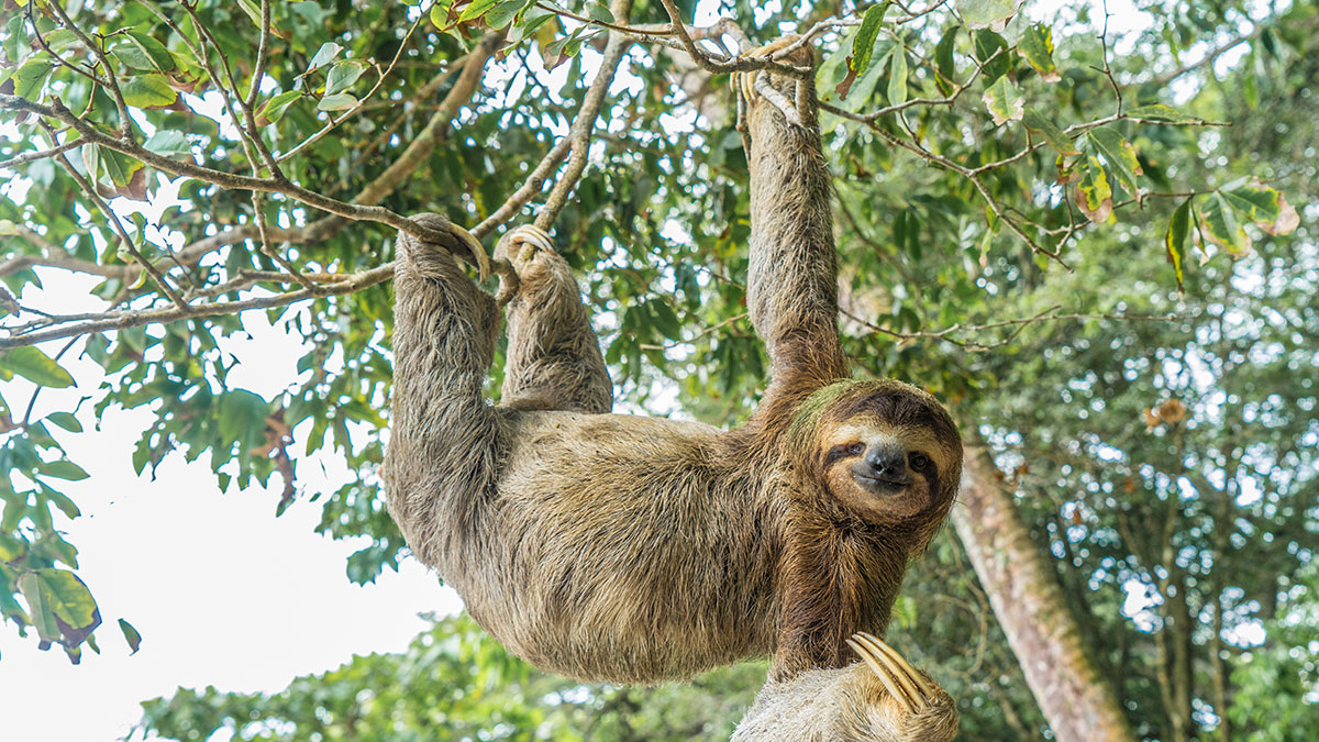11 őshonos állat Costa Ricán - OTP Travel Utazási Iroda