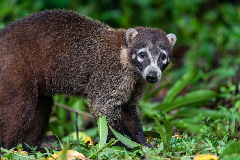 Costa Rica | coati - OTP Travel Utazási Iroda