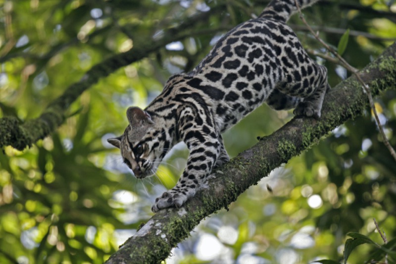 Costa Rica | ocelot - OTP Travel Utazási Iroda