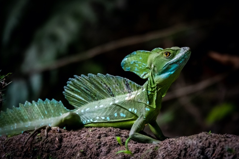 Costa Rica | Jézus Krisztus gyík - OTP Travel Utazási Iroda