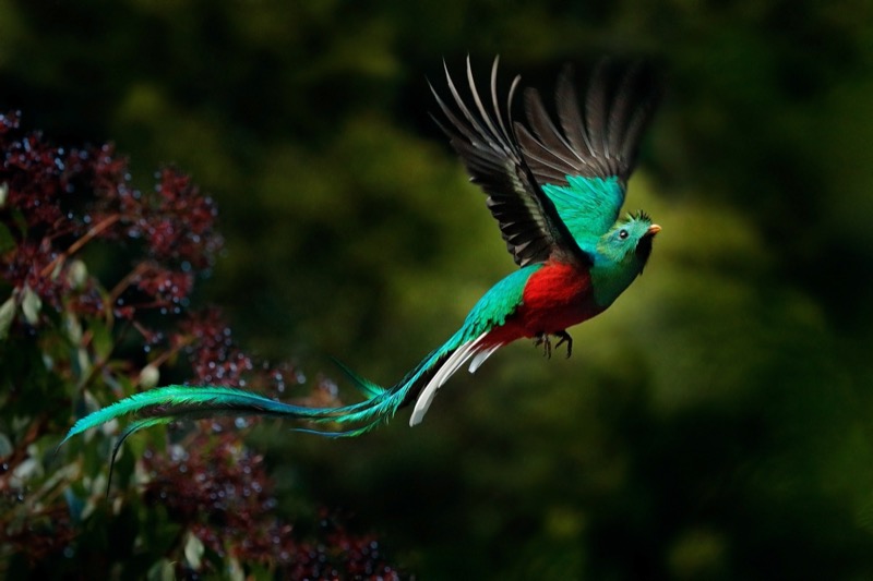 Costa Rica | Ragyogó quetzal - OTP Travel Utazási Iroda