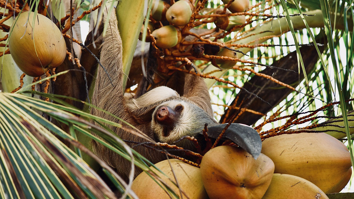 Costa Rica kincsei - OTP Travel Utazási Iroda