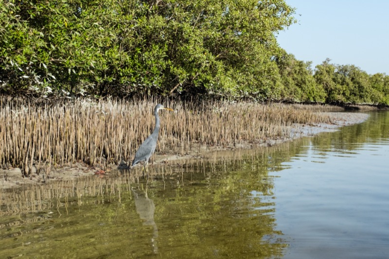 Mangrove Nemzeti Park, Abu Dhabi - OTP TRAVEL utazási iroda