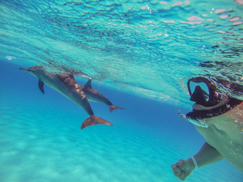 Egyiptom | Hurghada | delfinek - OTP Travel Utazási Iroda