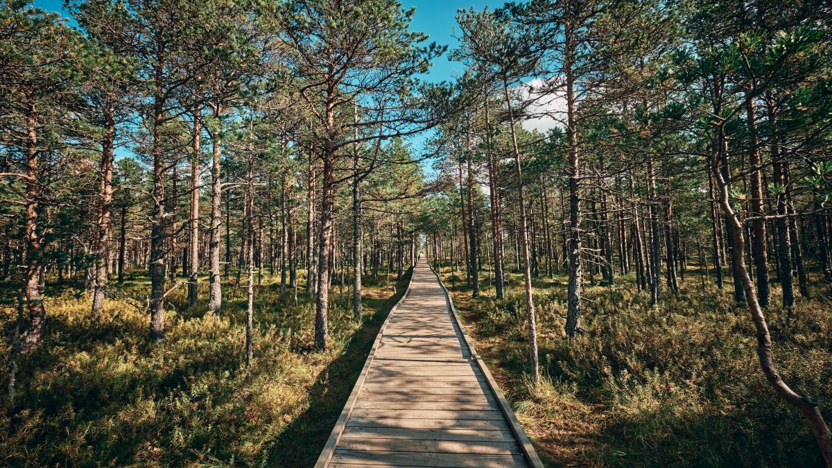 Észtország legszebb látnivalói - OTP Travel Utazási Iroda