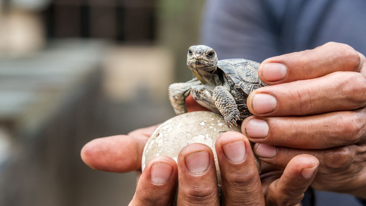 Galápagos világa: Isabela-sziget - OTP Travel Utazási Iroda