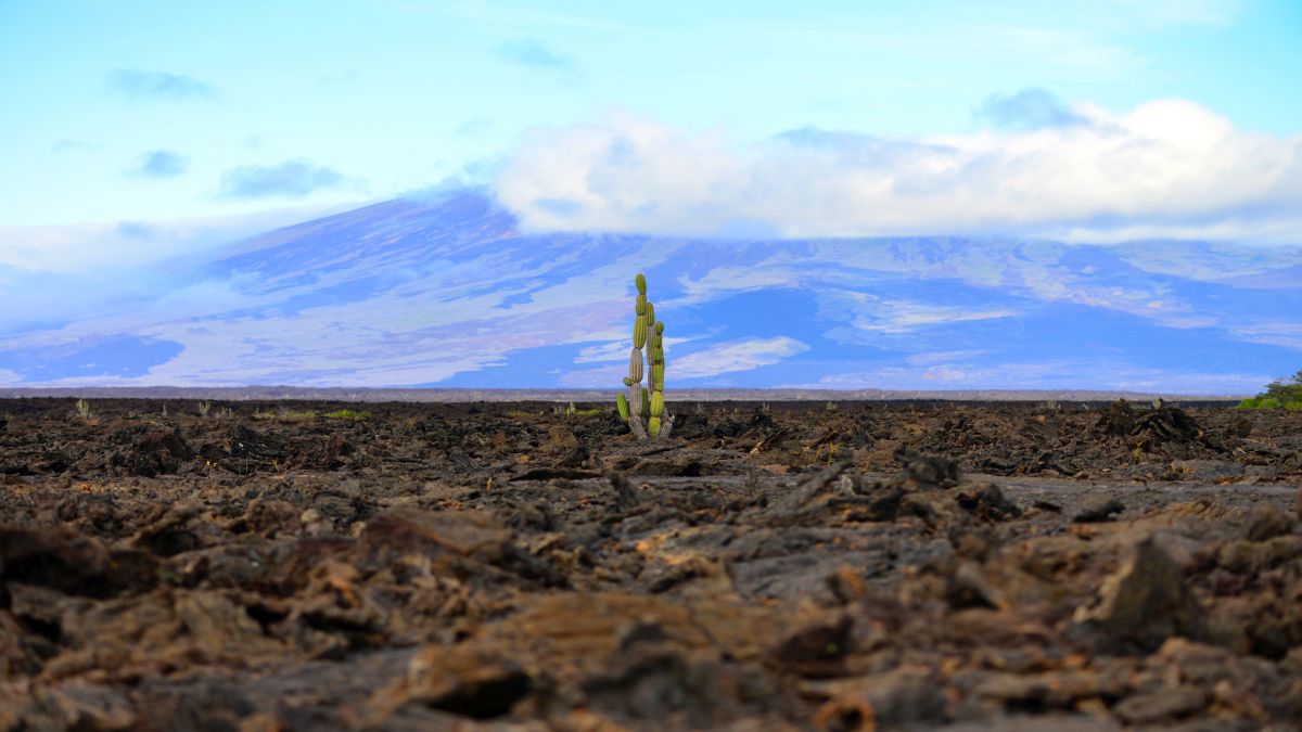 Galápagos világa: Isabela-sziget - OTP Travel Utazási Iroda