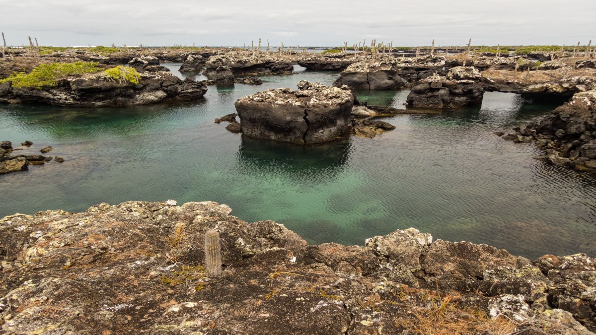 Galápagos világa: Isabela-sziget - OTP Travel Utazási Iroda