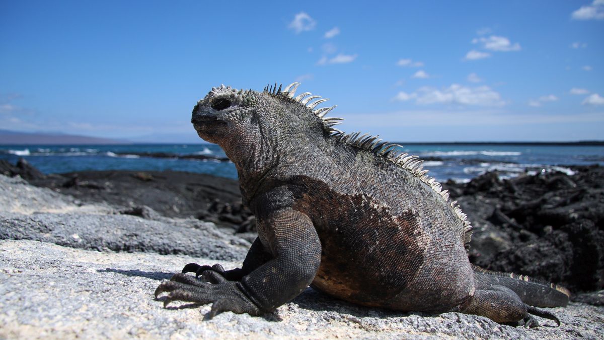 Galápagos világa: Isabela-sziget - OTP Travel Utazási Iroda